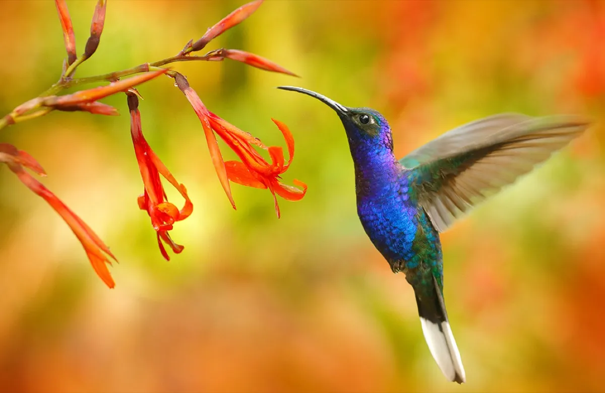 Costa Rica wildlife excursion